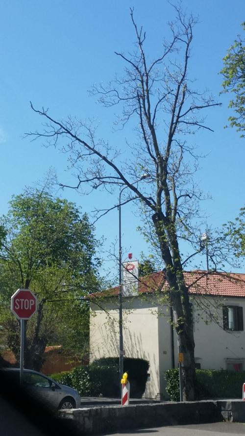 Ureditev zelenice in drevoreda v centru mesta Sežana1.jpg